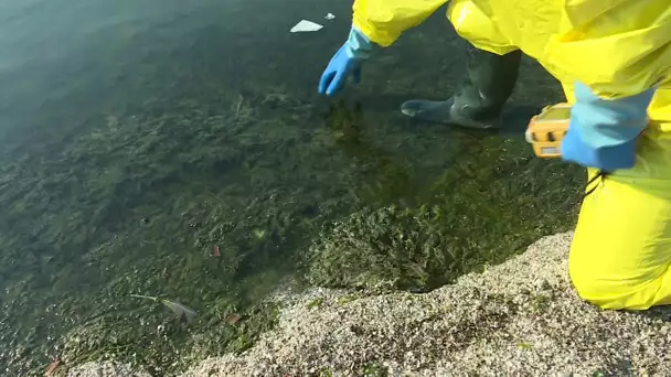 Istres : analyses des algues vertes et baignade restreinte sur la plage de la Romaniquette