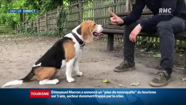 Le chien ? Votre meilleur atout séduction d'après une étude