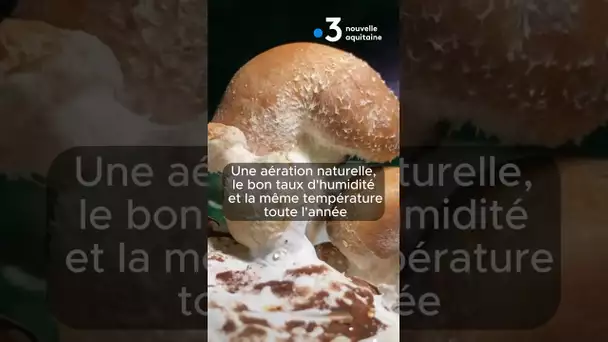 🍄🍄🍄 Une champignonnière dans les caves de la Citadelle du Château-d’Oléron