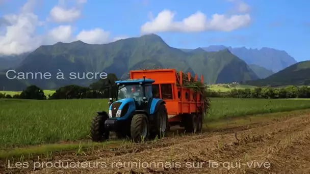 Canne à sucre : les producteurs réunionnais sur le qui-vive