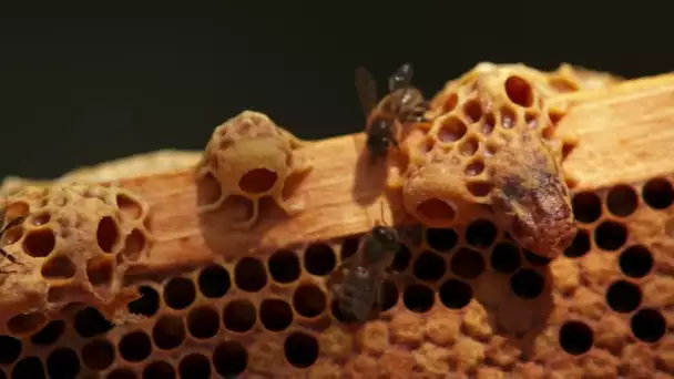 Les secrets de l'abeille noire