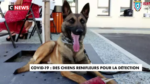 Covid-19 : des chiens renifleurs pour la détection