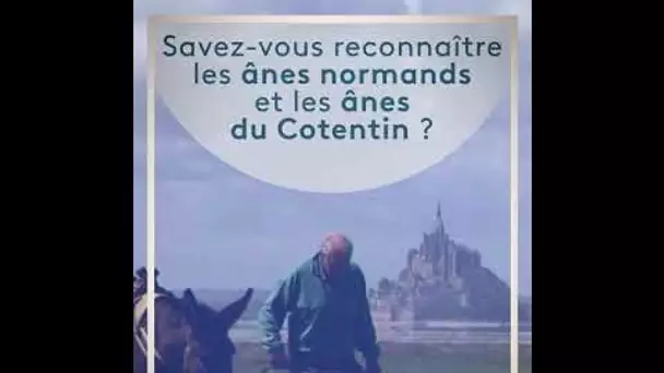 Savez-vous reconnaitre les ânes normands et les ânes du Cotentin ?