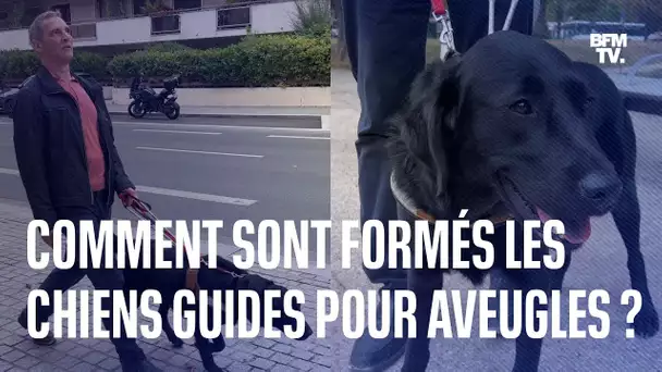 Voici comment des chiens guides aiguillent leurs maîtres malvoyants dans leurs déplacements