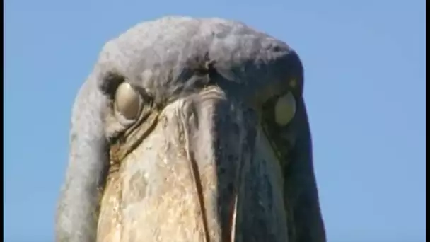 Cet oiseau géant révèle son côté obscur - ZAPPING SAUVAGE