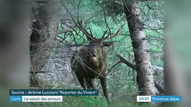 Hautes-Alpes : Le brame du cerf, un moment unique pour observer les cervidés