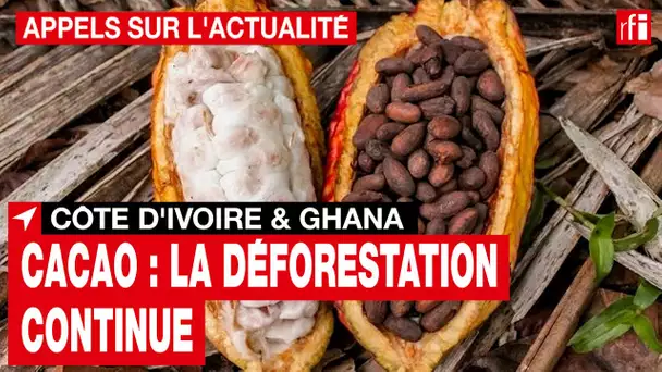 Cacao : la déforestation ne ralentit pas en Côte d'Ivoire et au Ghana • RFI