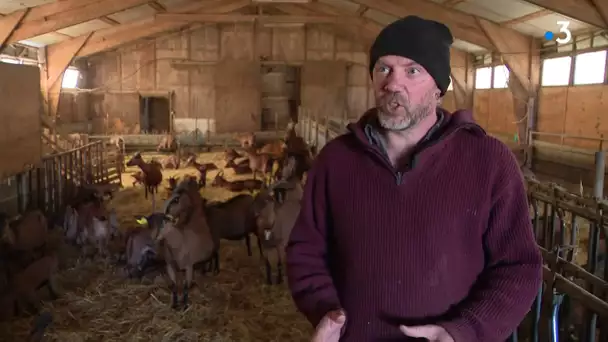 Lozère : un éleveur de Langogne donne ses chevreaux, faute de pouvoir les abattre