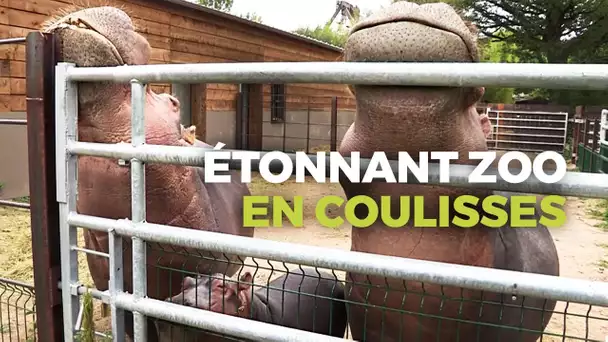 Zoo de PAL : Dans les Coulisses du Zoo le plus étonnant de France