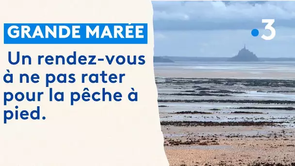 Grande marrée dans la Manche : un rendez-vous à ne pas rater pour la pêche à pied.