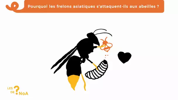 Les ? de Noa #31 : pourquoi les frelons asiatiques s'attaquent-ils aux abeilles ?