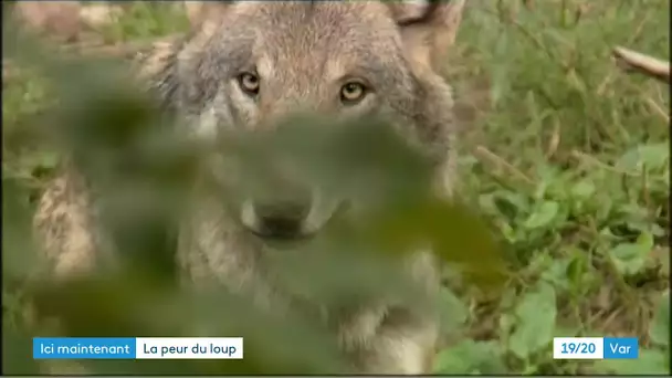 Le loup dans le Var : une espèce protégée, mais controversée