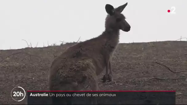 Australie : plus d'un milliard d'animaux décimés