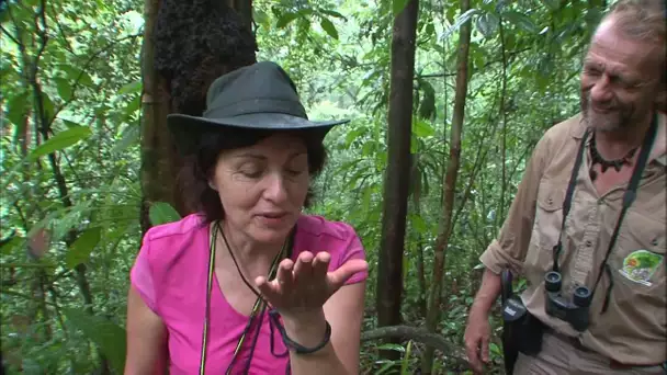 Au delà des voyages - Guyane, pays de forêt et d'eau