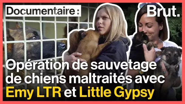 Emy LTR et Little Gypsy au secours de chiens maltraités avec 30 millions d&#039;amis