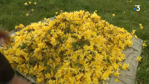 Jonquilles : marée jaune en Haute-Loire