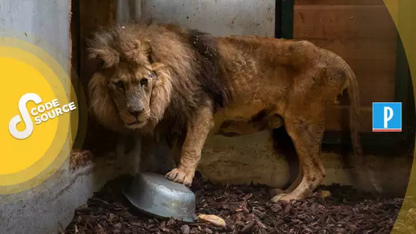 Derrière le sauvetage du lion Jon, l’engagement d’une femme qui a voué sa vie aux animaux