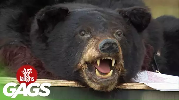 Les victimes réveillent accidentellement un ours sauvage