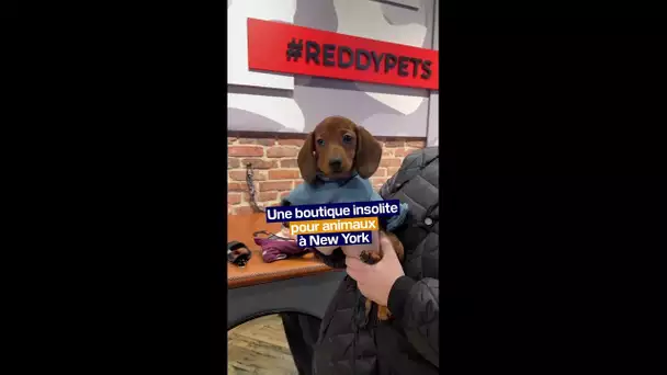 "Reddy", la boutique insolite pour animaux de Petco à New York