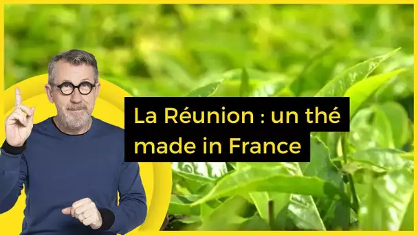 La Réunion : un thé made in France - C Jamy