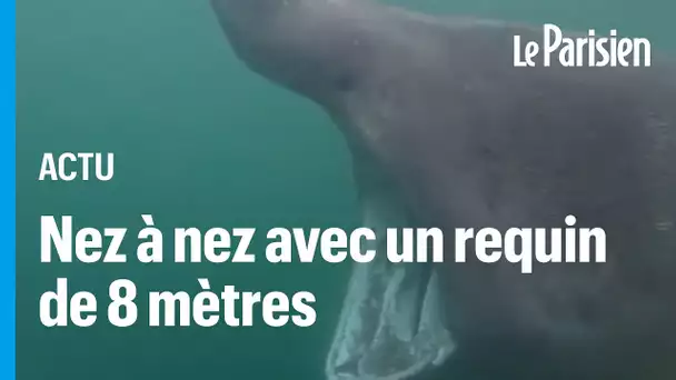 En Écosse, un homme tombe nez à nez avec un requin de 8 mètres et filme sa rencontre