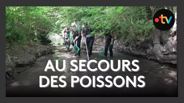 Face à la sécheresse, une opération d'urgence pour sauver les poissons