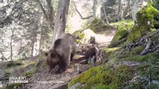 La difficile cohabitation de l'ours et des humains dans les Pyrénées en Béarn. Pourquoi ?