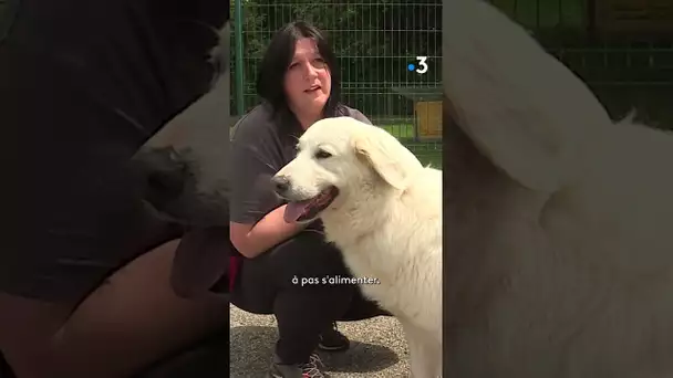 SPA d'Étalondes : de plus en plus d'animaux abandonnés