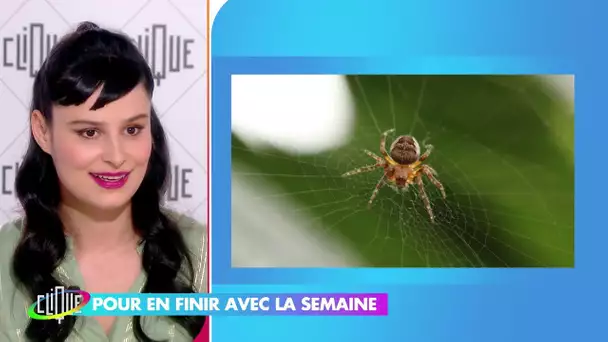 Copain des petites bêtes : le guide des petits entomologistes | Eva Bester - Clique - CANAL+