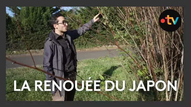 🌿 Plante envahissante : la Renouée du Japon gagne du terrain dans la Vienne