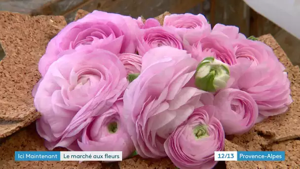Direction Hyères, la Var est le 1er marché producteur de fleurs coupées de France