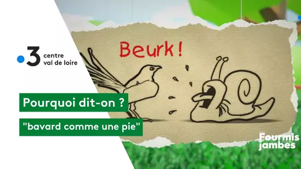 Pourquoi dit-on : bavard comme une pie !