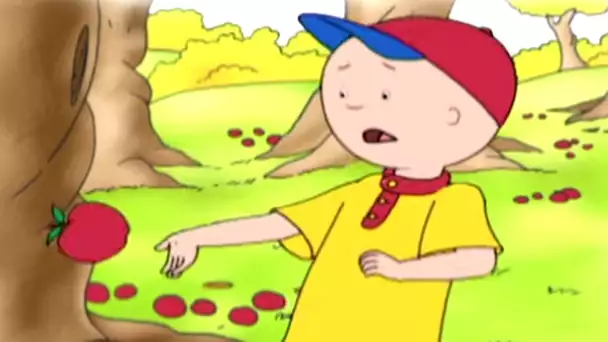 Caillou en Français | Caillou Cueille des Pommes | dessin animé | NOUVEL ÉPISODE HD