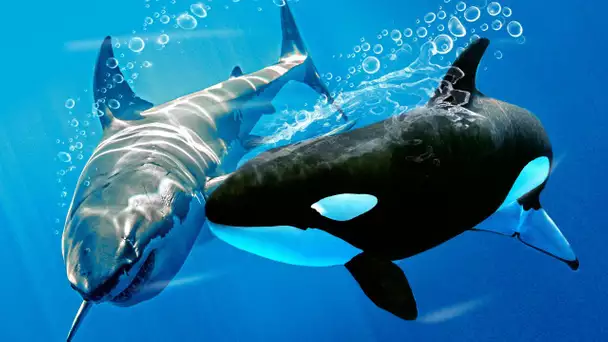 Le Seul Animal Capable de Faire Frémir de Peur le Grand Requin Blanc