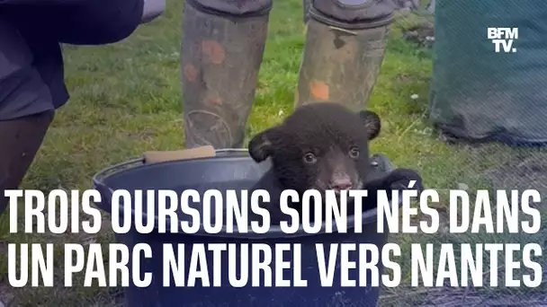 Trois oursons baribal sont nés dans un parc naturel, près de Nantes