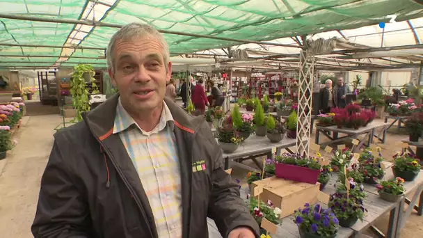 Toussaint : le chrysanthème n'est pas mort