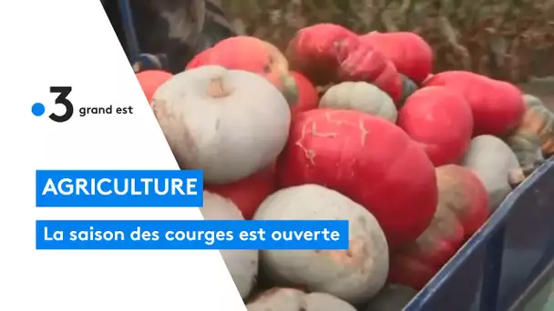 La famille Stempfler produit des tonnes de courges