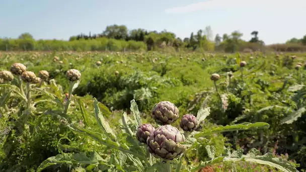 Dans le Roussillon, on fait "chanter" les artichauts