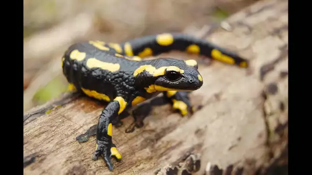 Tritons et salamandres - Documentaire animaux