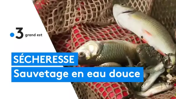 Sécheresse : sauvetage en eau douce