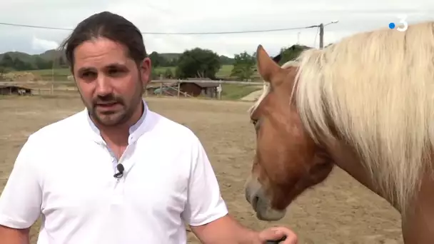 Page été : le Haut-Doubs et les chevaux - Plateau de Maîche