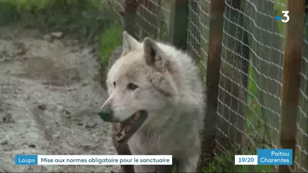 Frontenay-Rohan-Rohan : triste dénouement pour le troisième loup échappé du sanctuaire