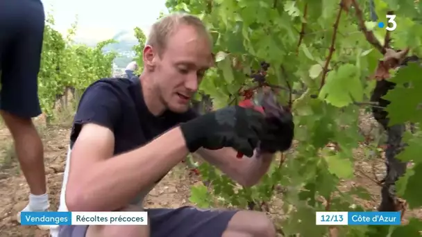 Les vendanges ont commencé plut tôt à Nice