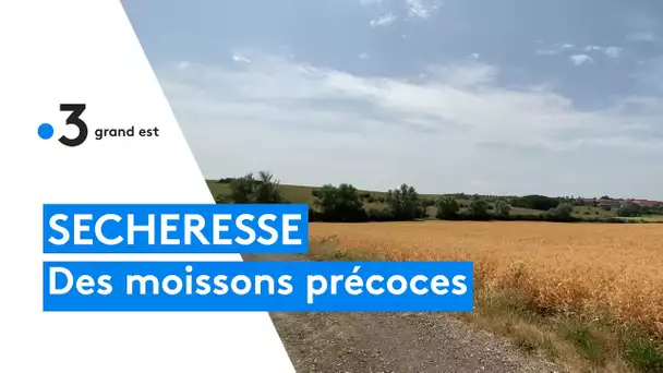 Sécheresse : des moissons très précoces