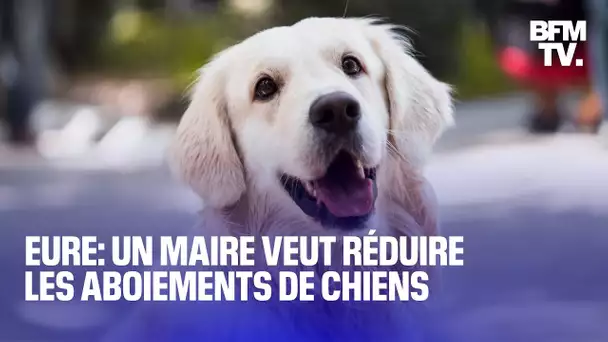 Eure: un maire signe un arrêté pour réduire les aboiements de chiens