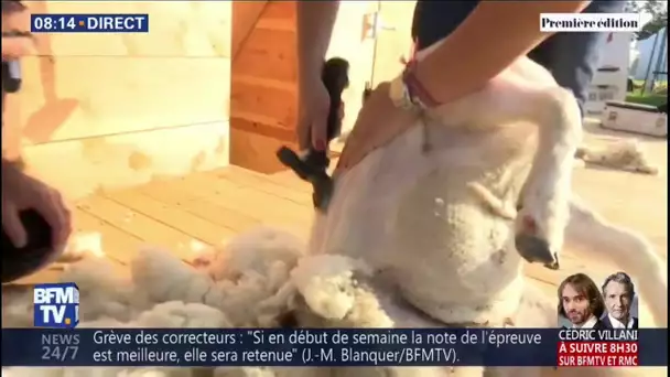 Le championnat du monde de tonte de moutons se déroule actuellement en Haute-Vienne