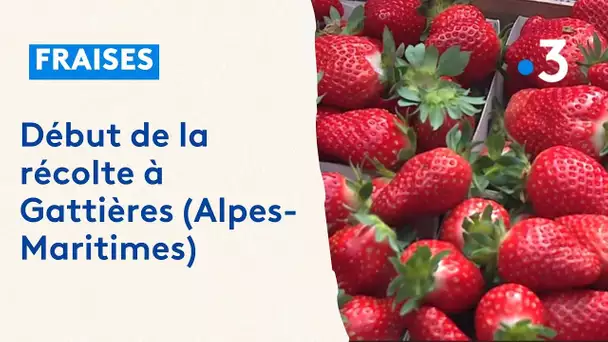 M06 DEBUT RECOLTE FRAISES GATTIERES