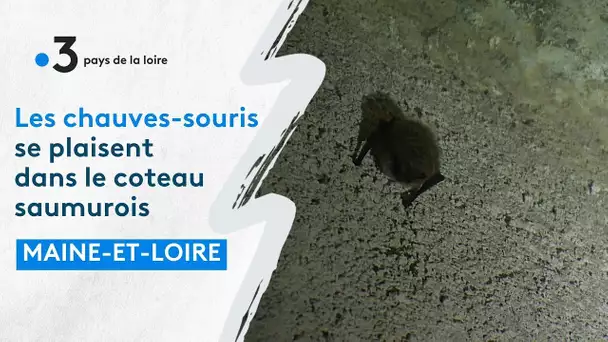 Les chauves-souris se plaisent dans le coteau saumurois