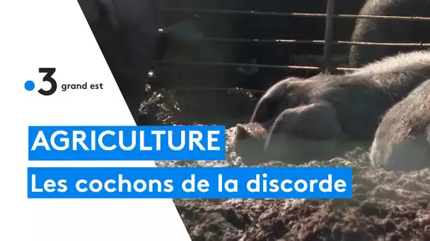 Les riverains ne supportent plus l'odeur des cochons élevés en plein air