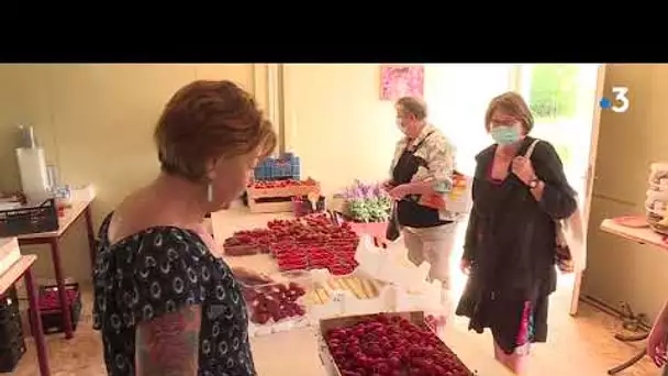 Des cerises rares et chères cette année dans l'Yonne